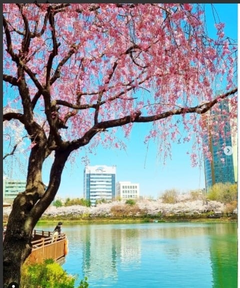 things to do in seoul