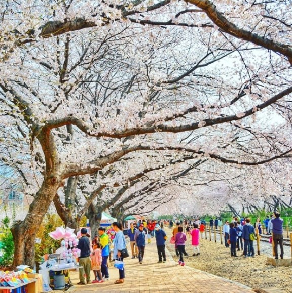cherry blossom festival in Korea