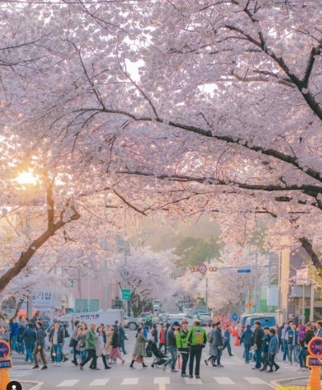 Things To Do In Seoul During Spring