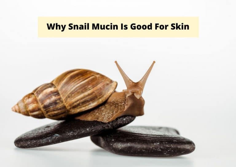 Why Snail Mucin Is Good For Skin 2023 | Benefits, Side Effects And More