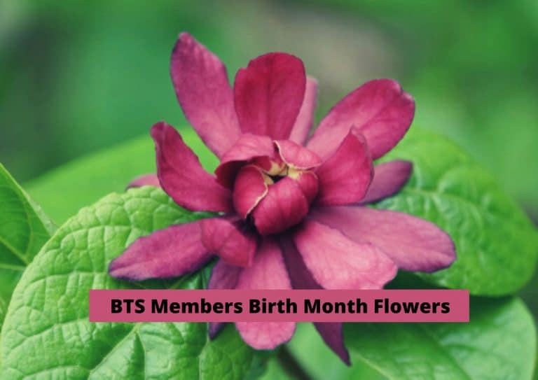 BTS Members Birth Flowers And What Do They Mean