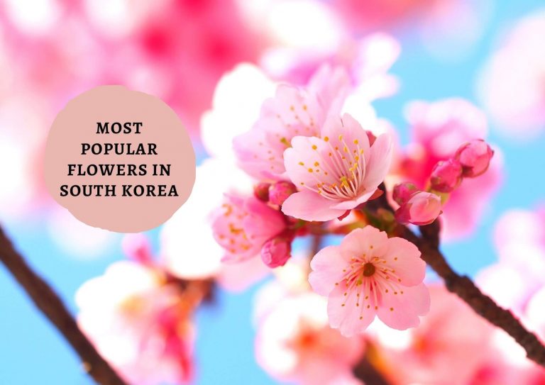 7 Most Popular Flowers In Korea 2023 | Beautiful Spring And Winter Blooms!