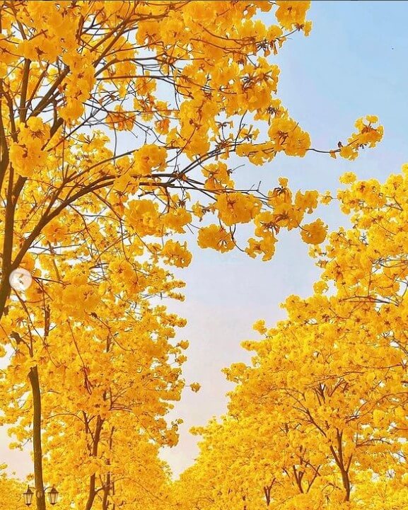 韓国の春の花
