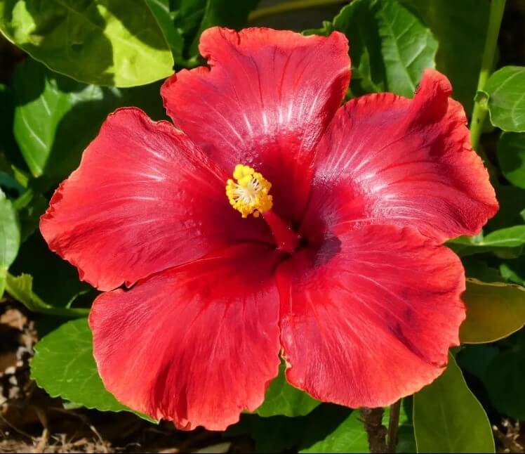 韓国の冬の花