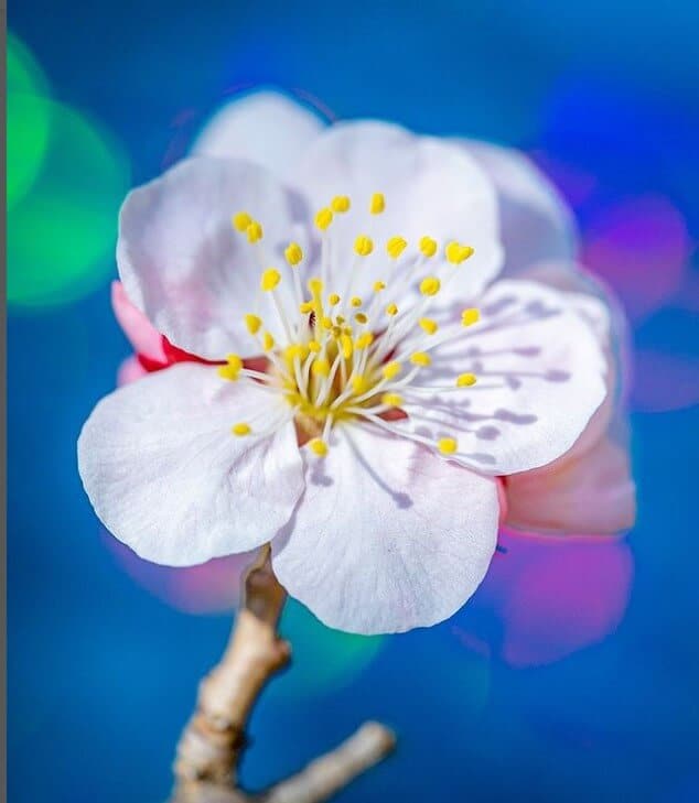 韓国の夏の花